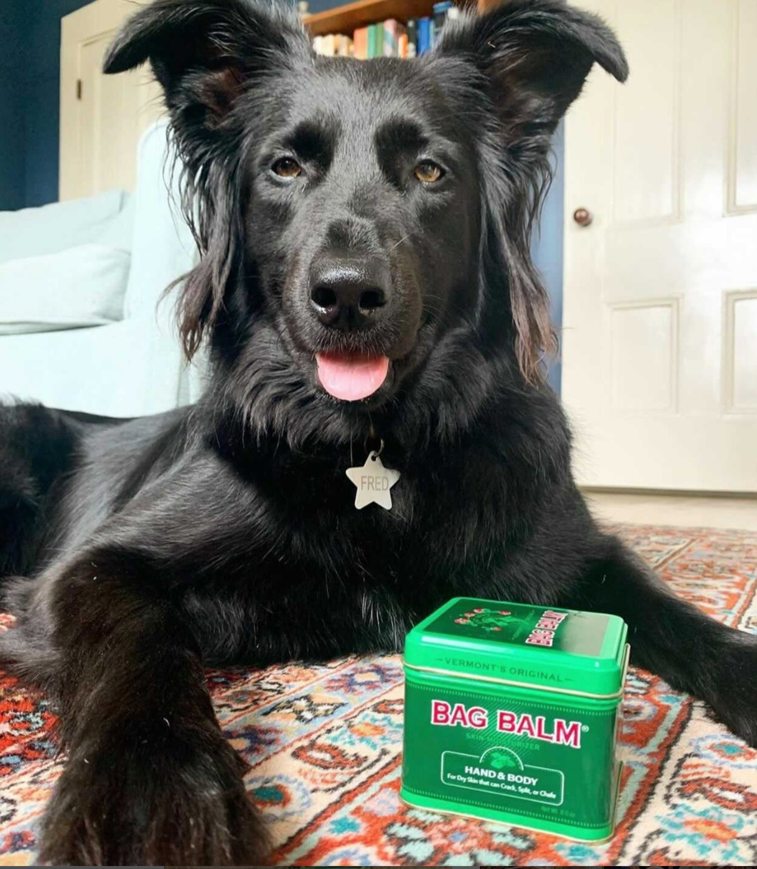 Black dog next to a green tin of Bag Balm