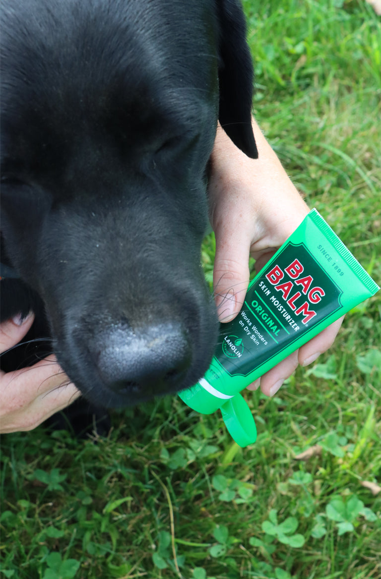 Dog elbow hotsell callus bag balm