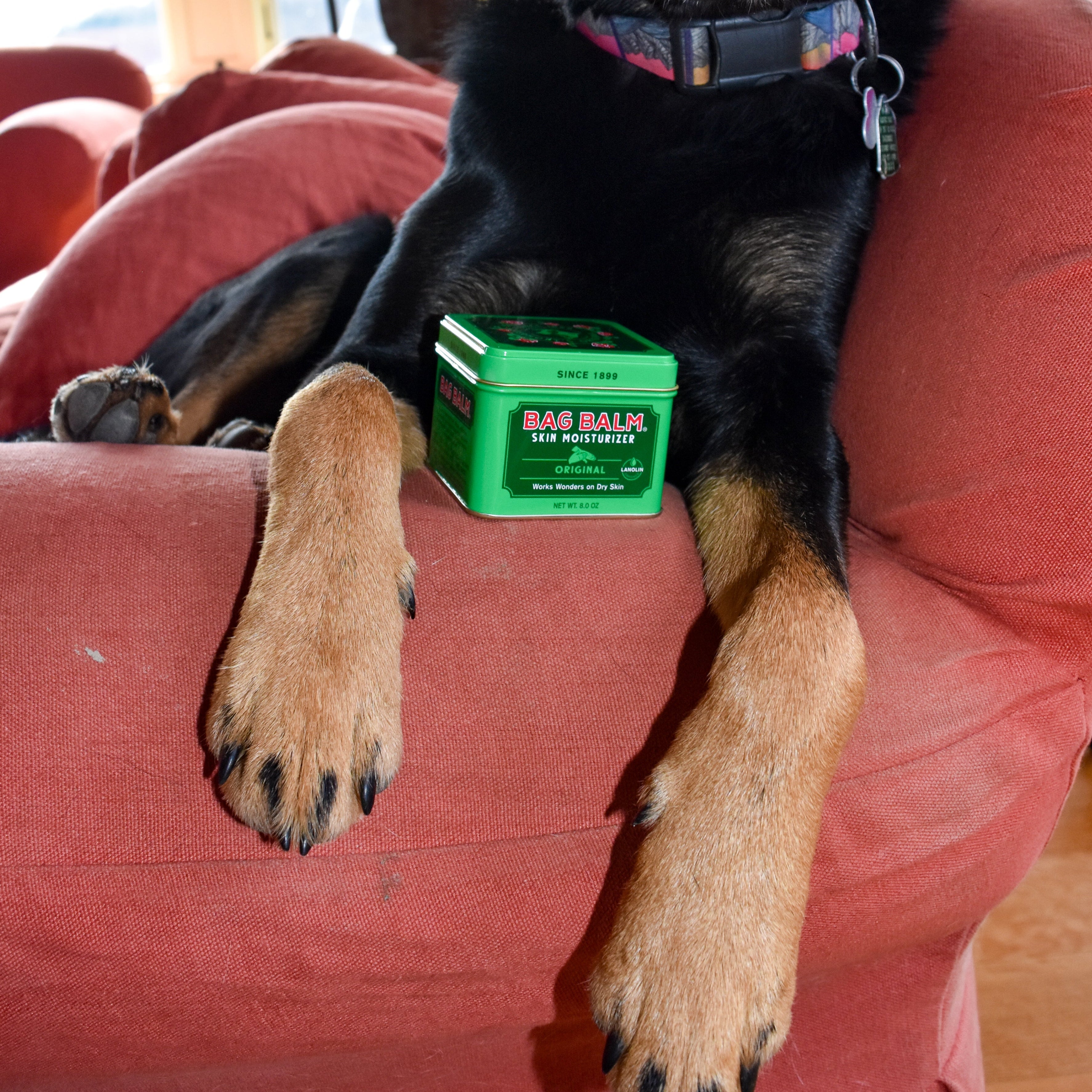 Black dog sitting on a red couch with a Bag Balm tin near its paws