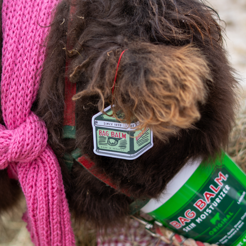 Cow with a Bag Balm Air Freshener hanging from ear