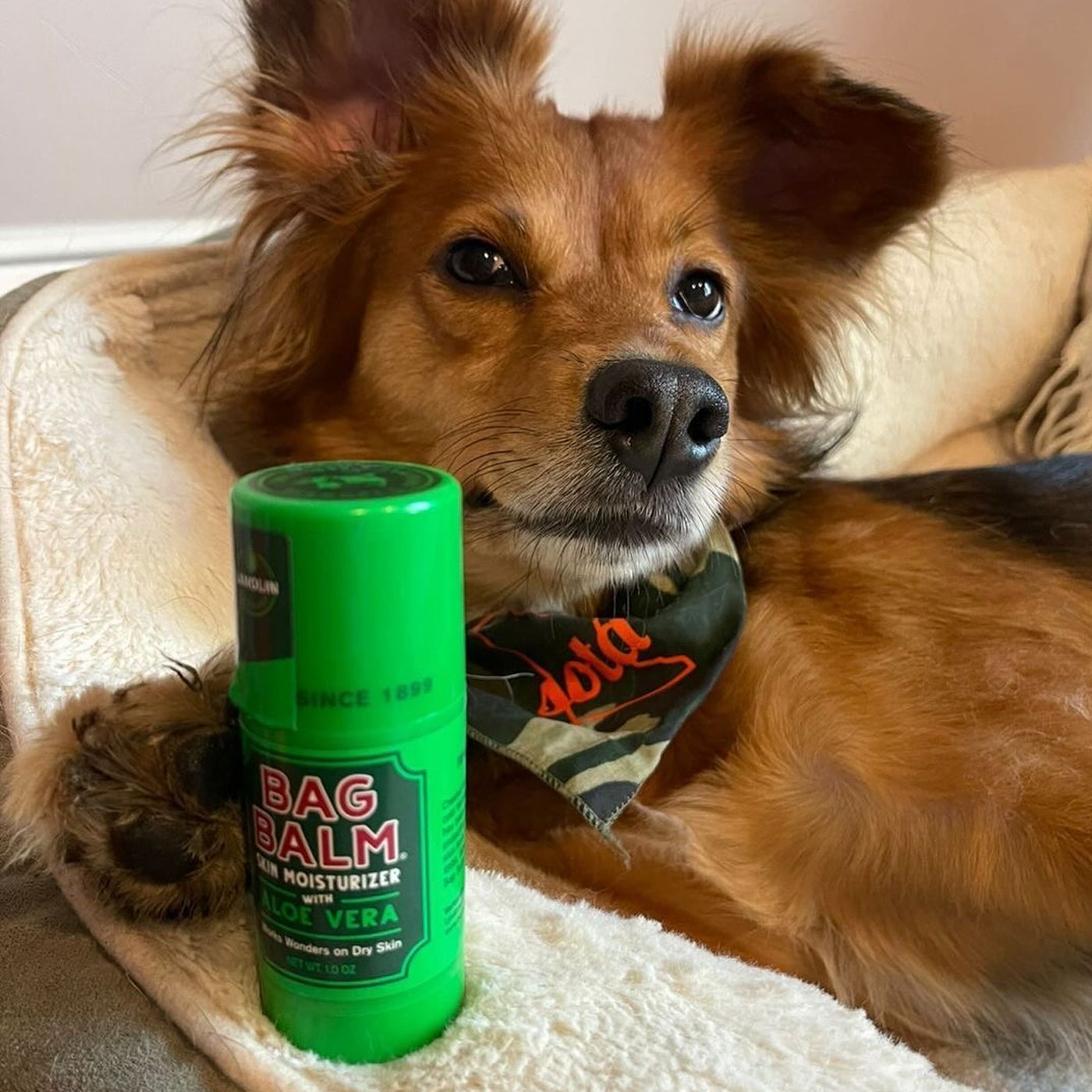 Dog with Bag Balm Balm Stick