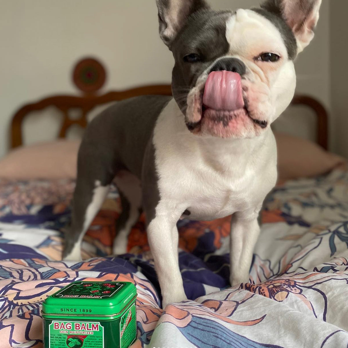 A small gray and white dog with its tongue out next to a tin of Bag Balm