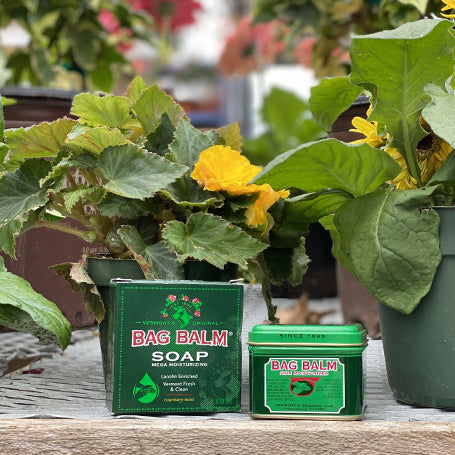 In Bloom: Gardening with Bag Balm