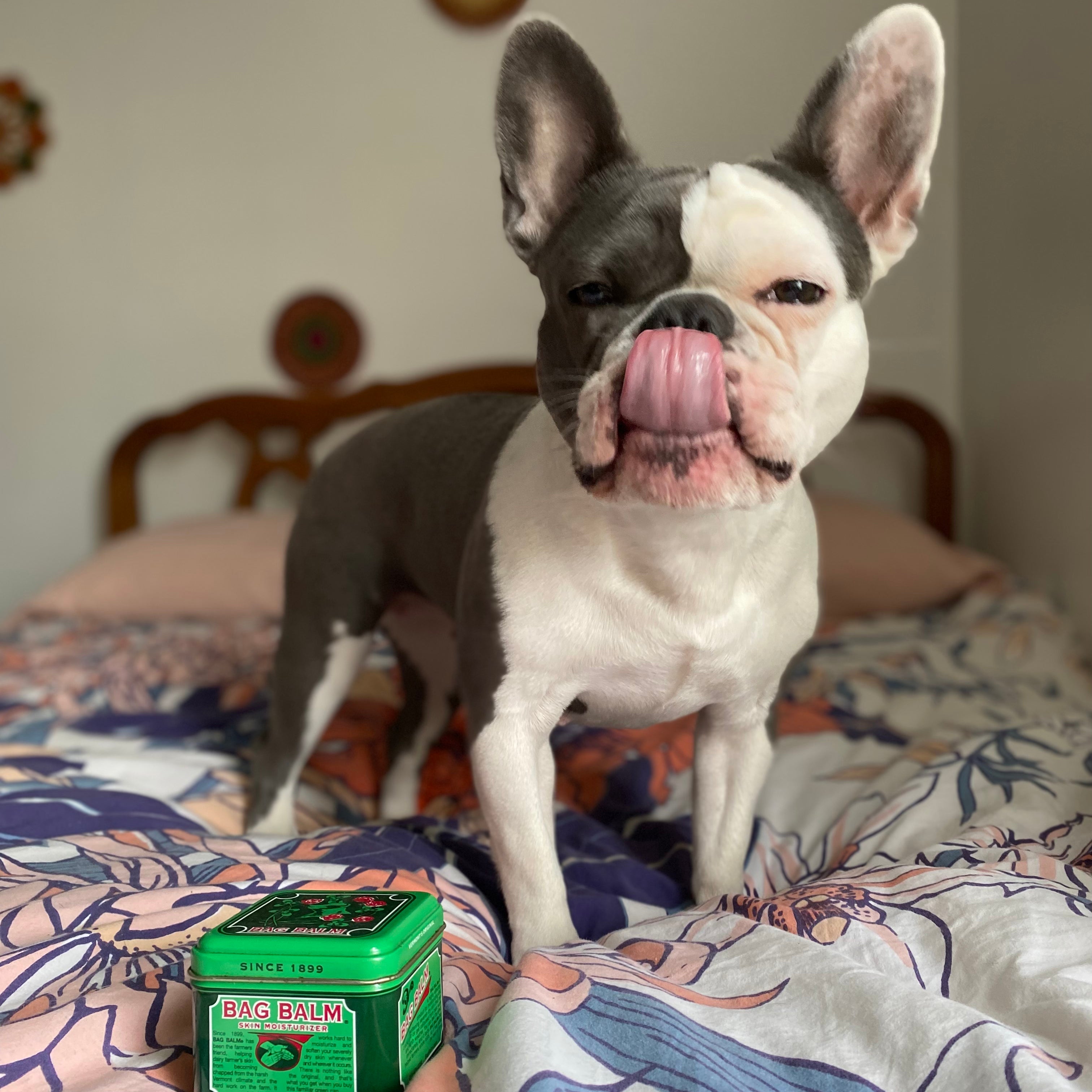 The Pets of Bag Balm