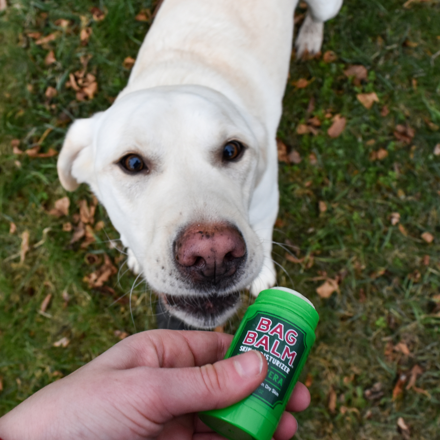 A dog sniffing a stick of Bag Balm